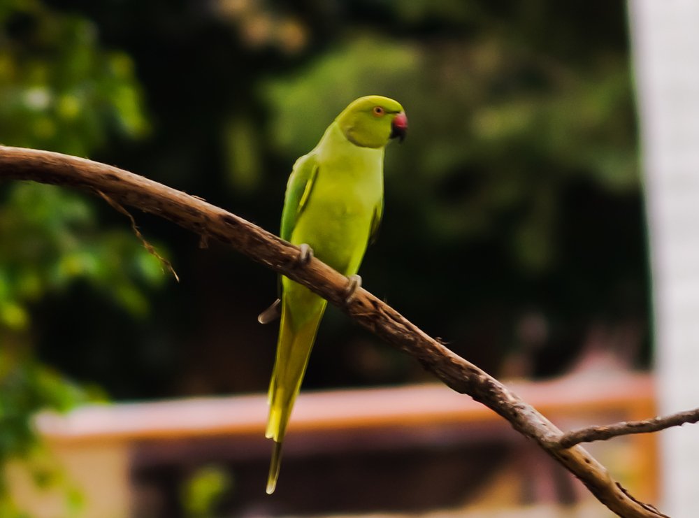 Parakeet