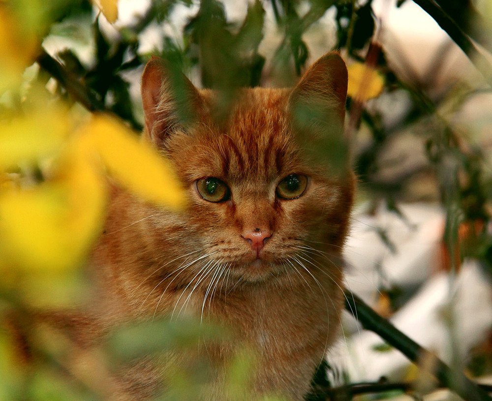 Photograph by Наталья Адалинская