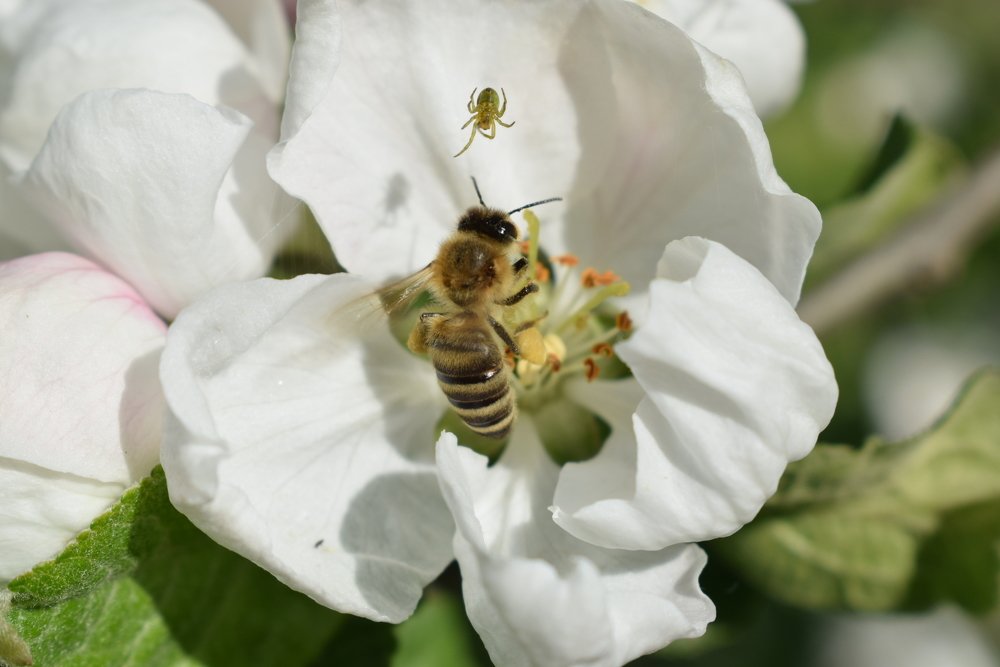 Photograph by Laila Ditmane