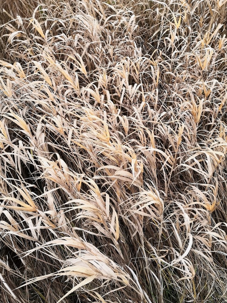 Photograph by Марина Варанкина