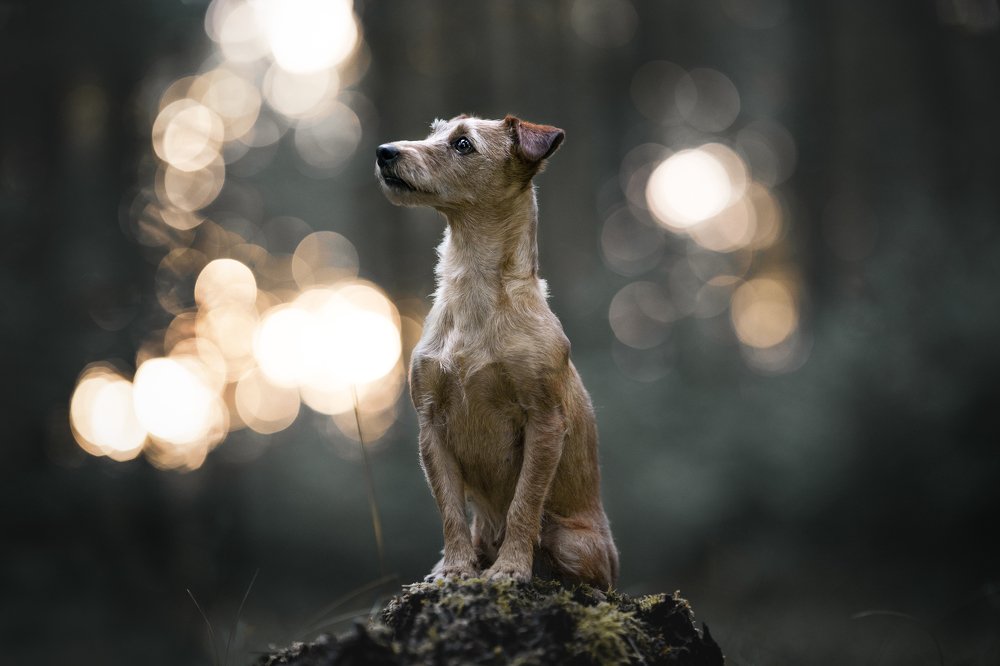 Photograph by Denise Czichocki