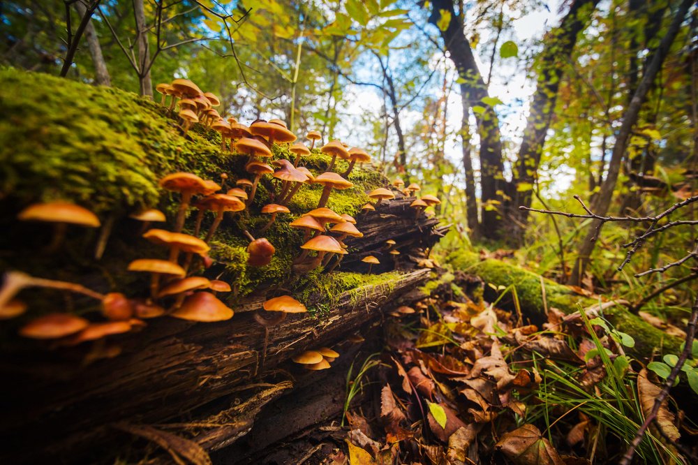 Photograph by Сигида Дмитрий