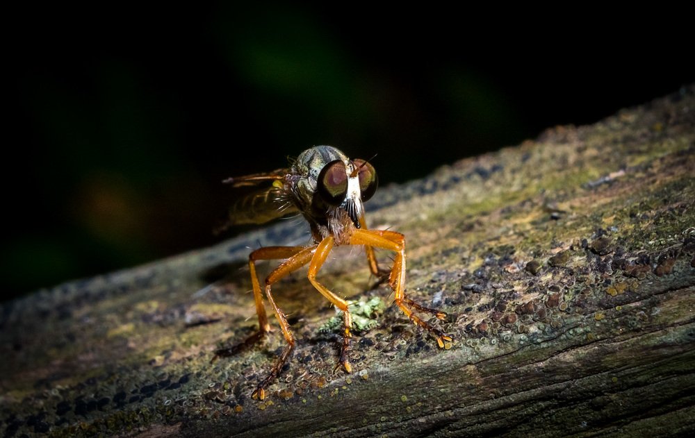 Photograph by Юрий Лисовой