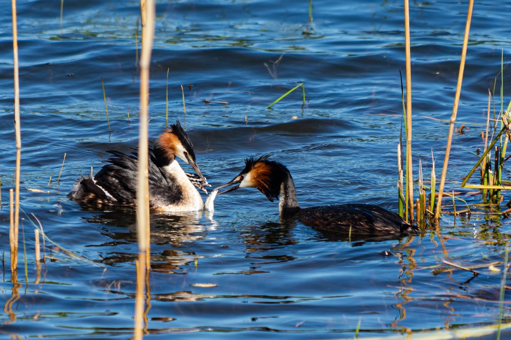 Фотография автора Julia A Caesar