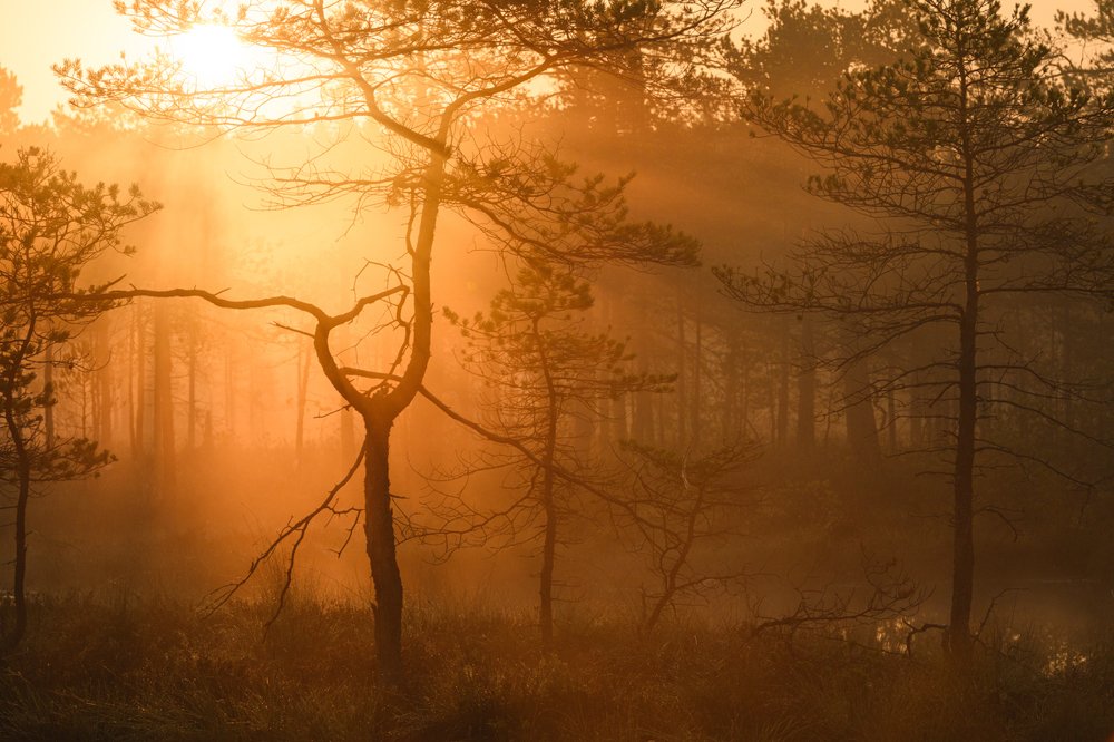 Photograph by Юлия Лаптева