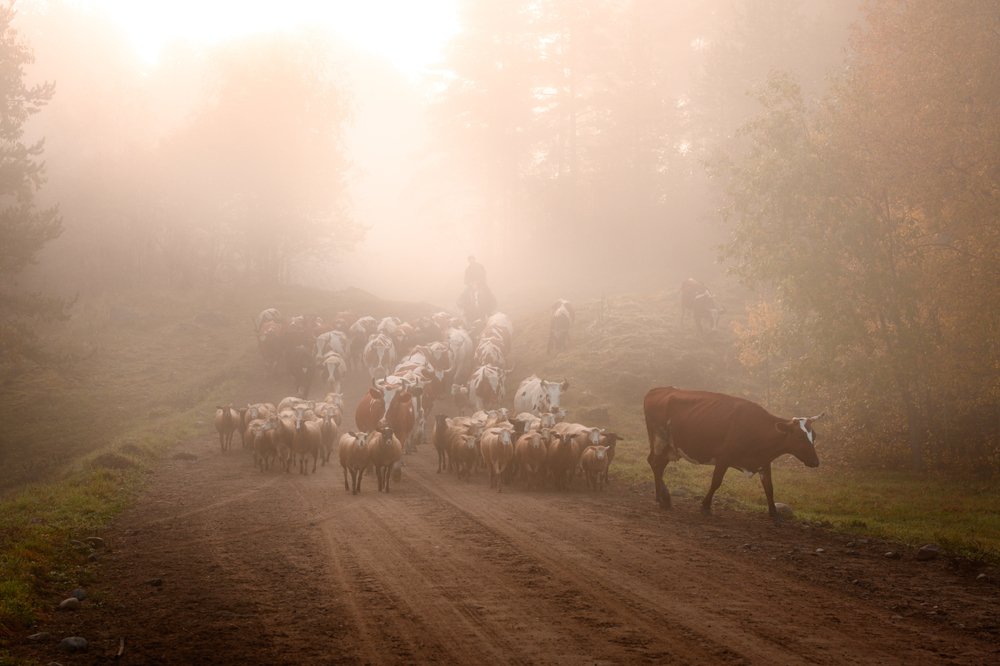 Photograph by Юлия Лаптева