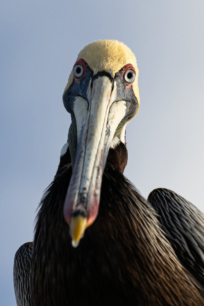 Фотография автора Julia A Caesar