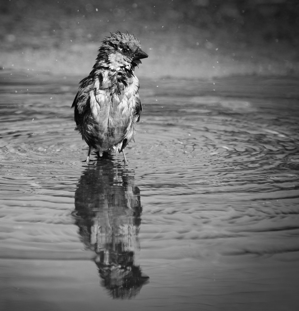 Photograph by Сергей Шварцман