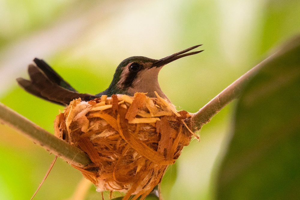 Фотография автора Julia A Caesar