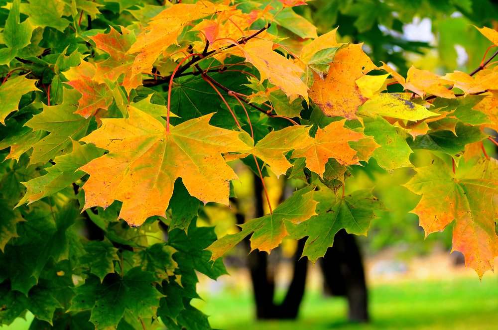 Фотография автора Антип