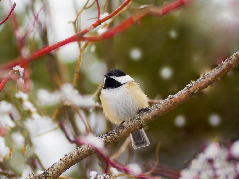 Photograph by ali bakhshi