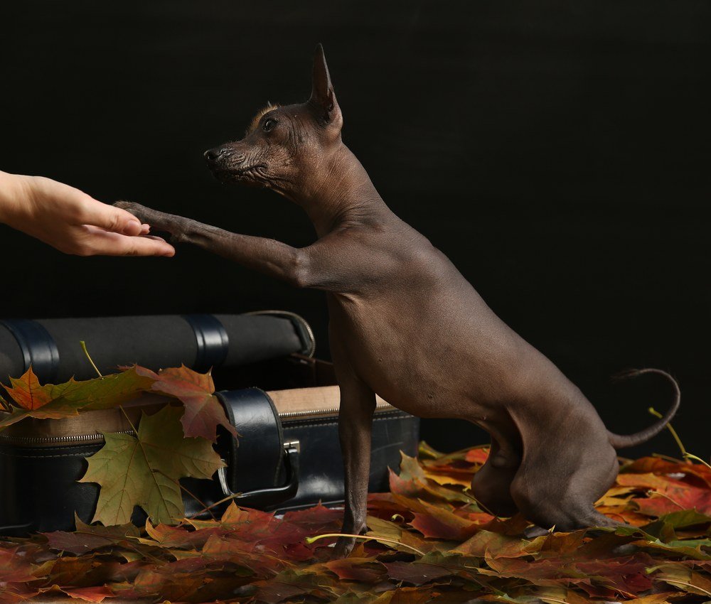 Голая Мексиканская собачка