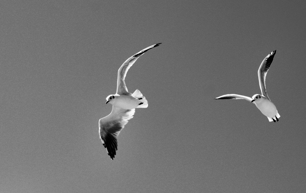 Photograph by Сергей Челахов