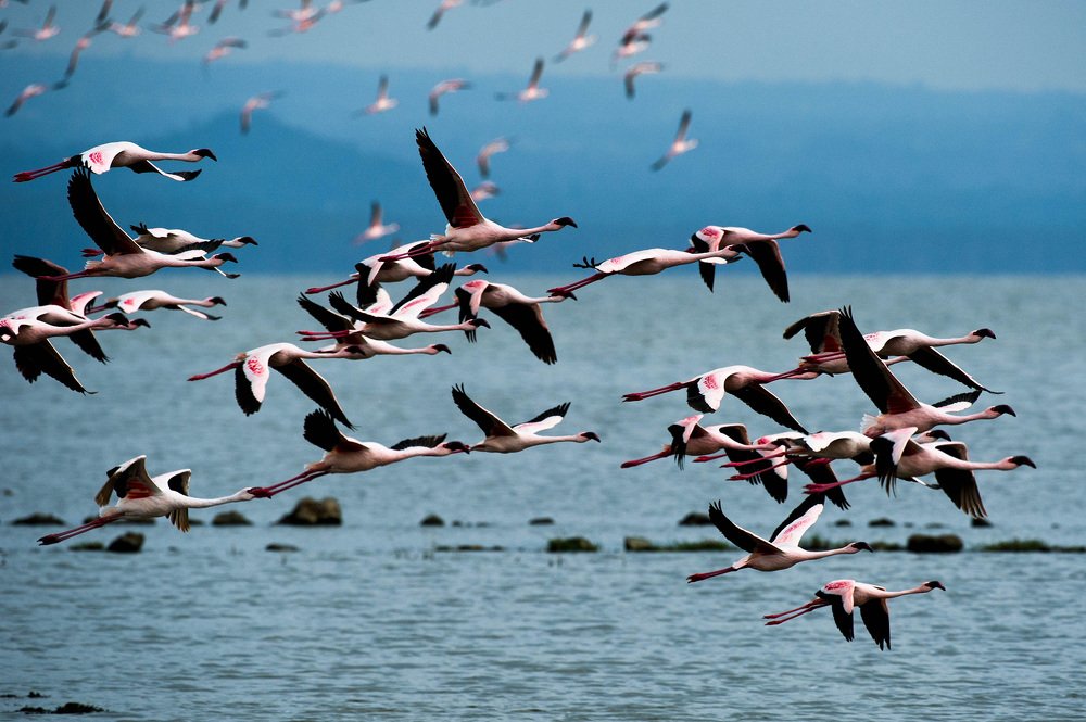 Photograph by Dhiraj Venkat