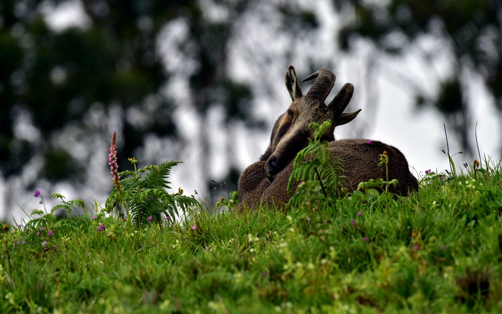 Photograph by VINOD KANNIMOLAM