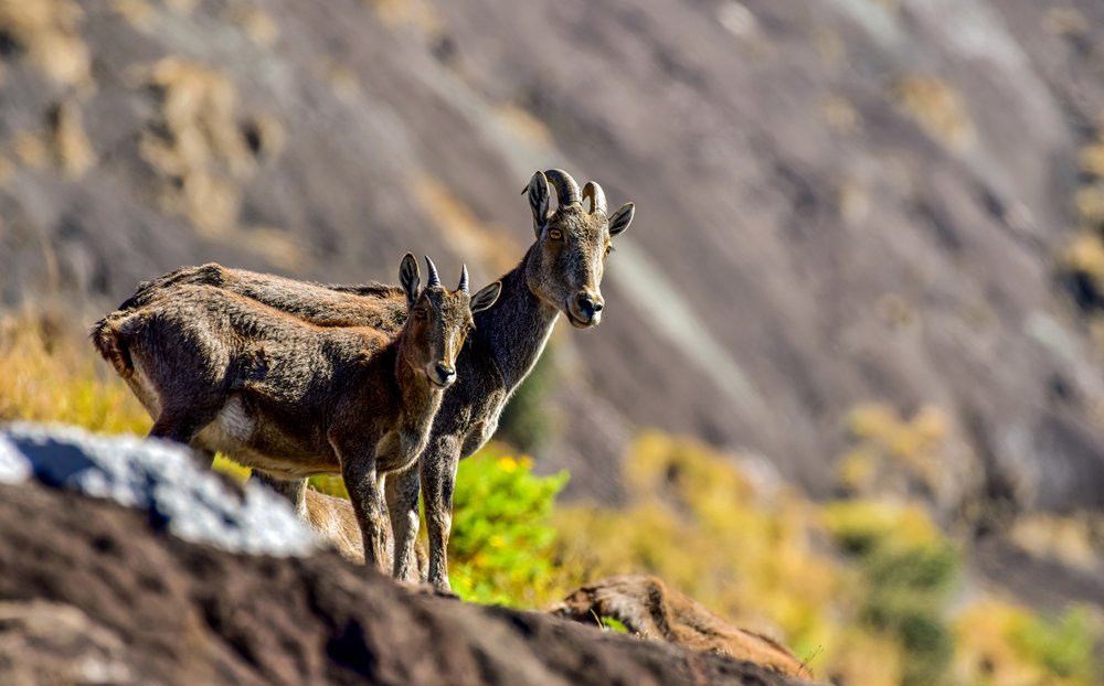 Photograph by VINOD KANNIMOLAM
