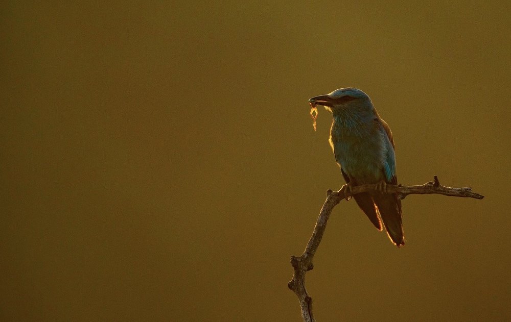 Photograph by Zsolt Horváth