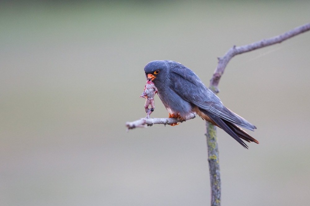 Photograph by Zsolt Horváth