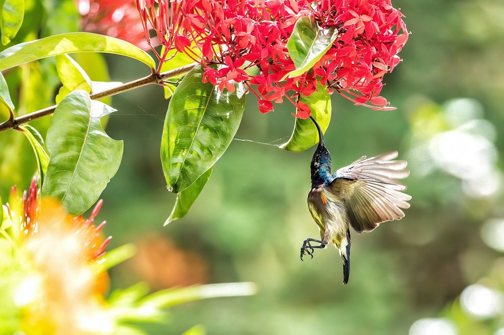 Purple sunbird