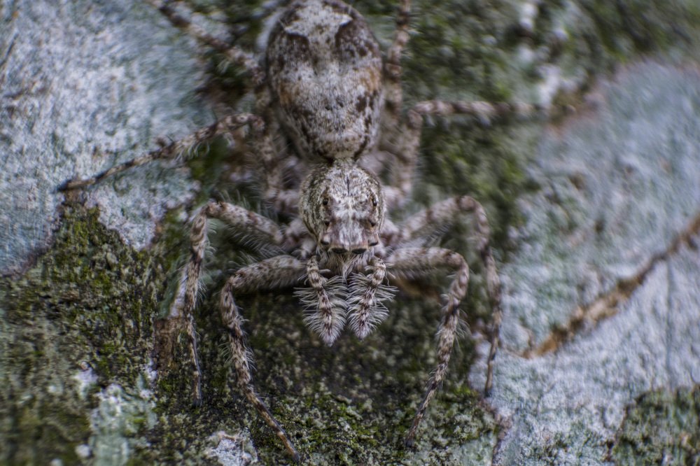 Photograph by Mahesh Pinnaduwage