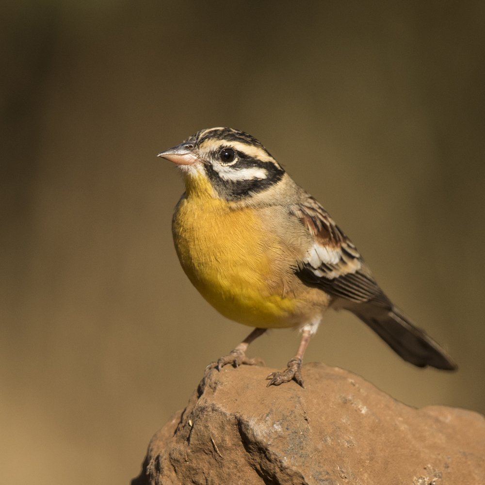 Photograph by TRACEY LUND