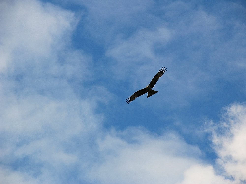 Photo #5057026