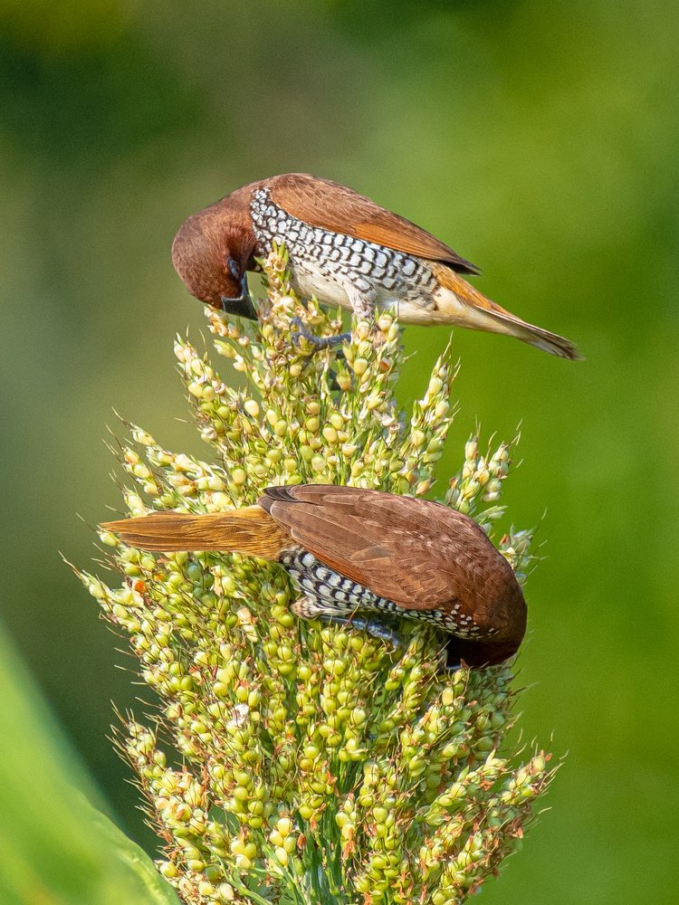 Photograph by Suman Paul