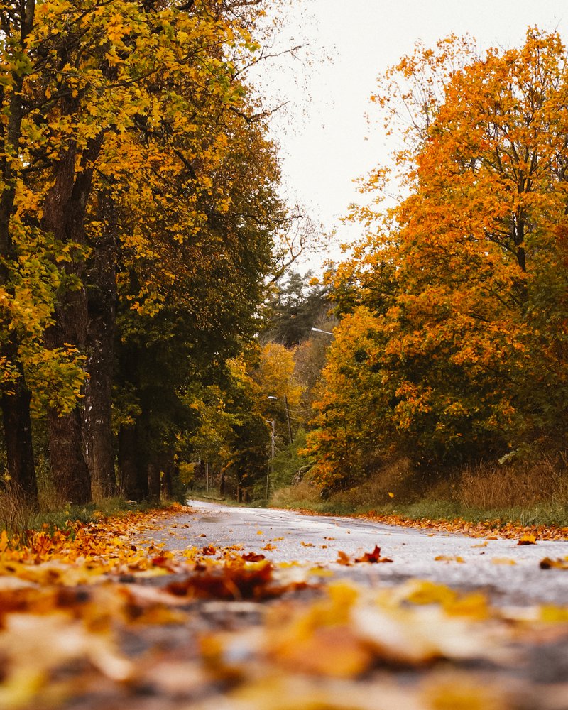 Autumn road