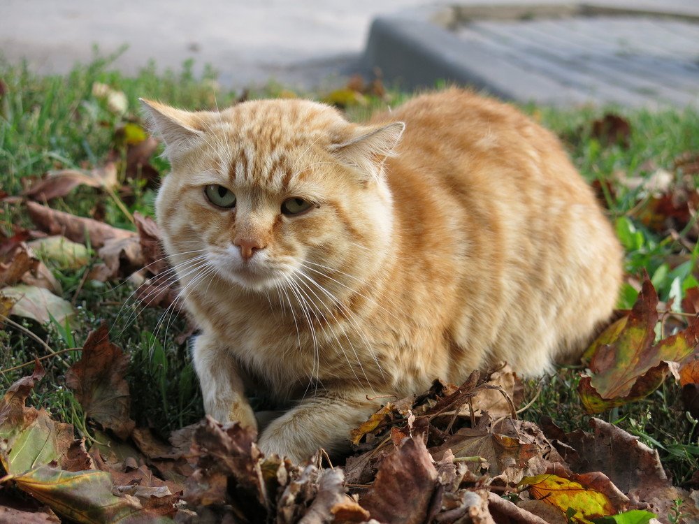 Photograph by ЭЛЬМИРА  ИСМАИЛОВА