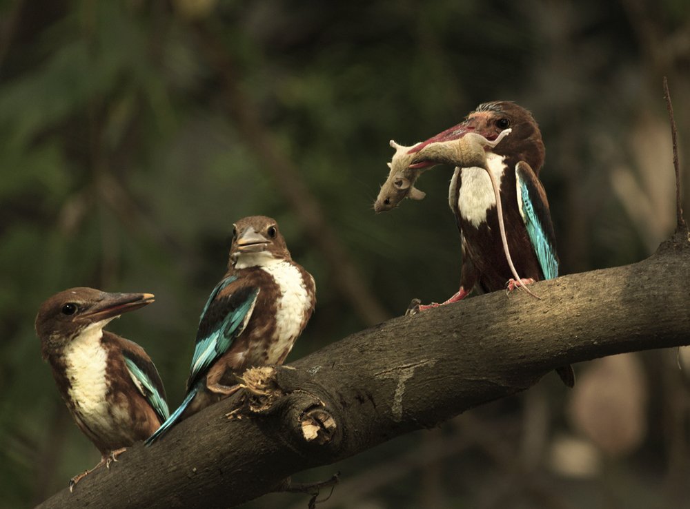 Photograph by SOMRAJ THAKUR
