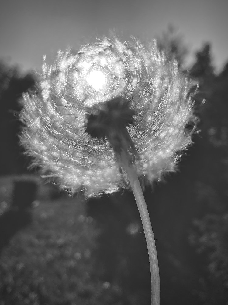 Фотография автора Мария Сурмачева