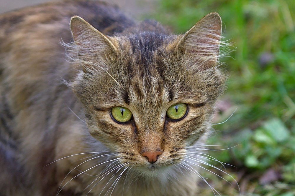 Зеленоглазая