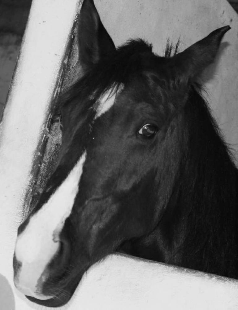 Photograph by Francisco Ferreira