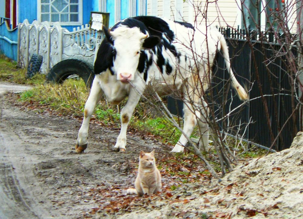 Photograph by леонид натапов