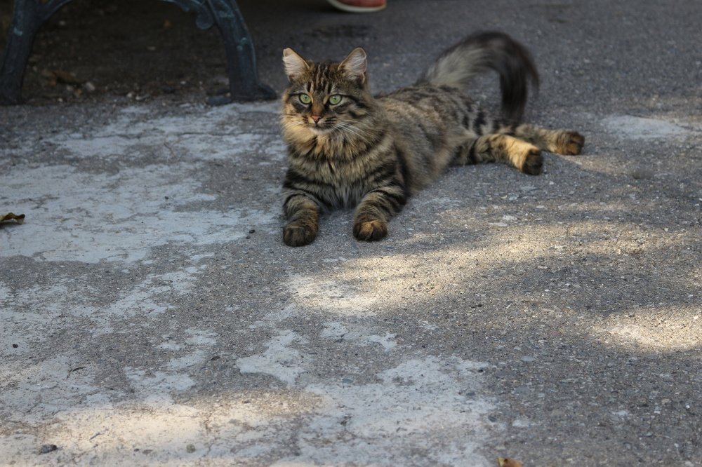 Фотография автора მარიამი თარიმანაშვილი