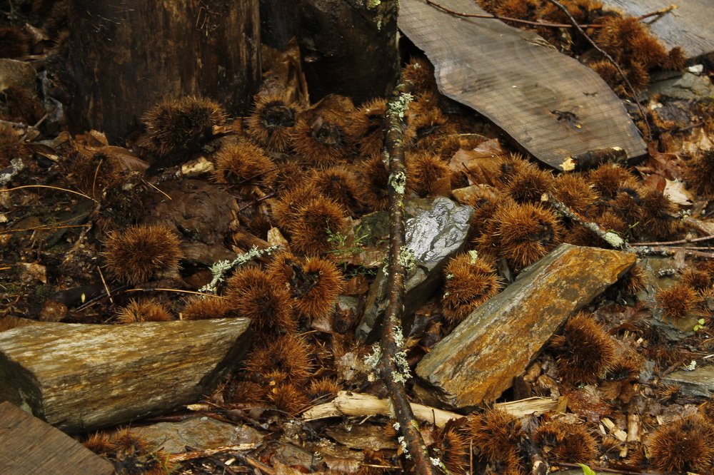 Photograph by Francisco Ferreira