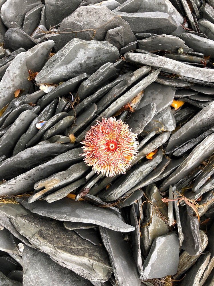 Photograph by Оксана Шеховцова