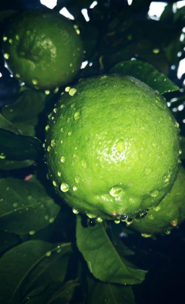 Photograph by mounir boudjellal