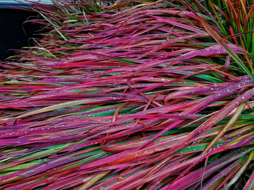 Photograph by Eva Wiedemann