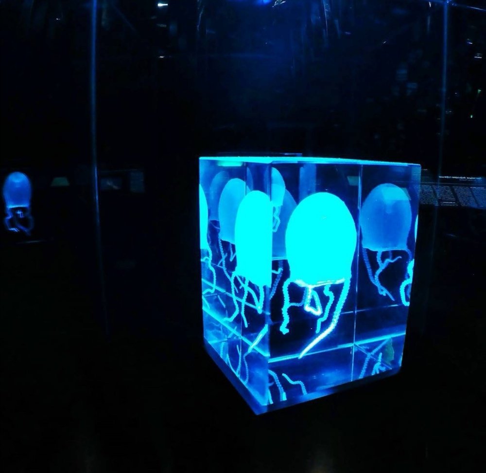 Photograph by Кристина Гареева