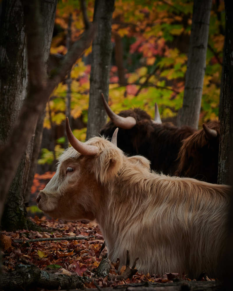 Photograph by Natalia Ghimp