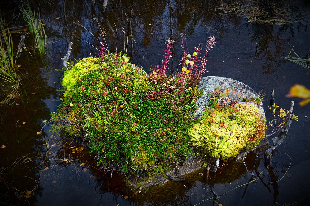 Photograph by Елена Коваленко