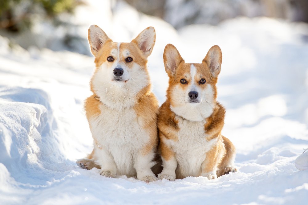 Photograph by Александр Ко