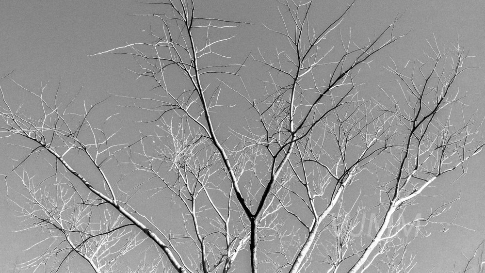 Lost leaves