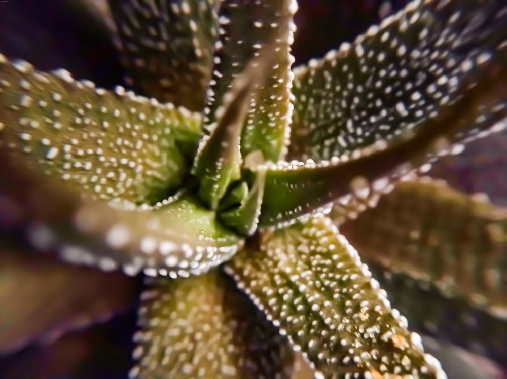 Фотография автора Adel elqamhawi Mohamed