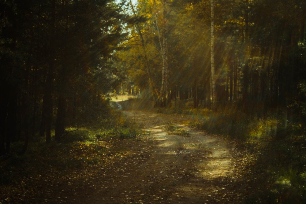 Последний тёплый день, уходящей осени.