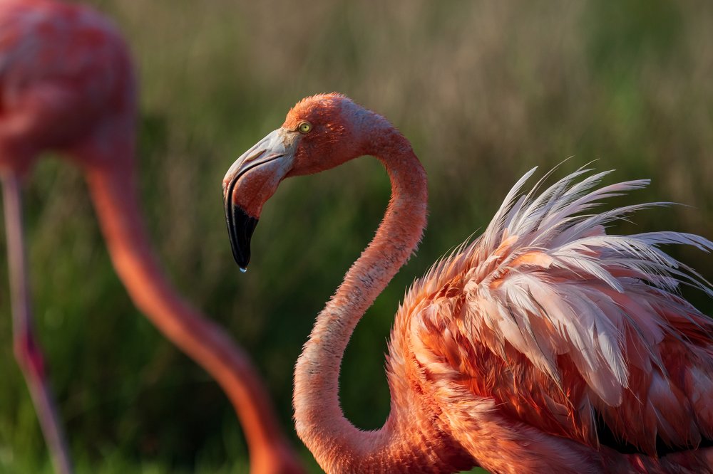 Angry flamingo