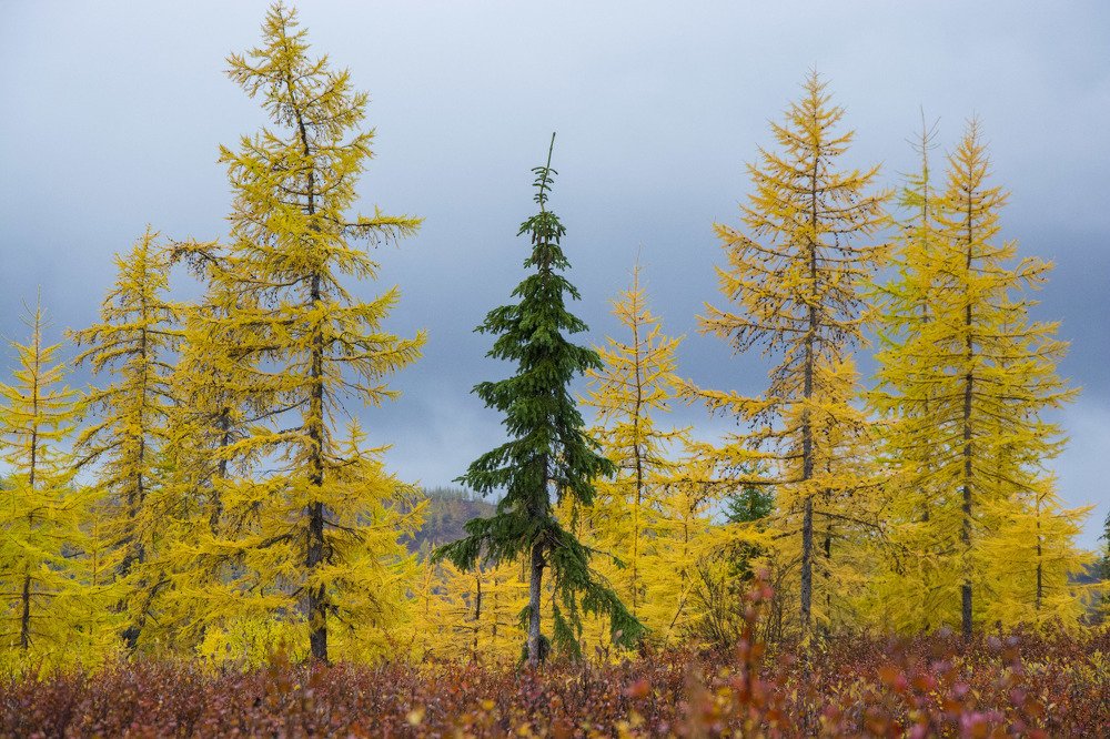 Мгновения тундры