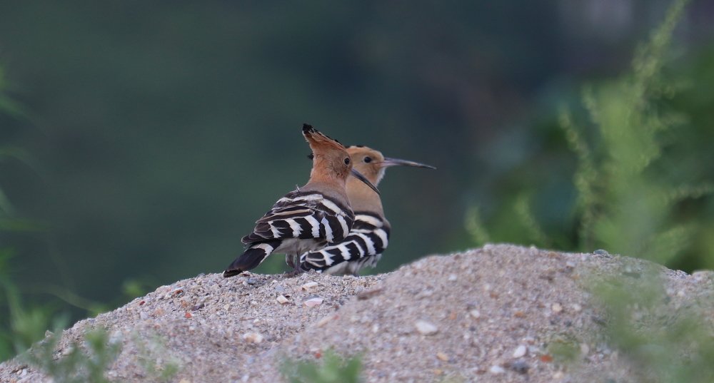 Photograph by Devendra Singh Parihar