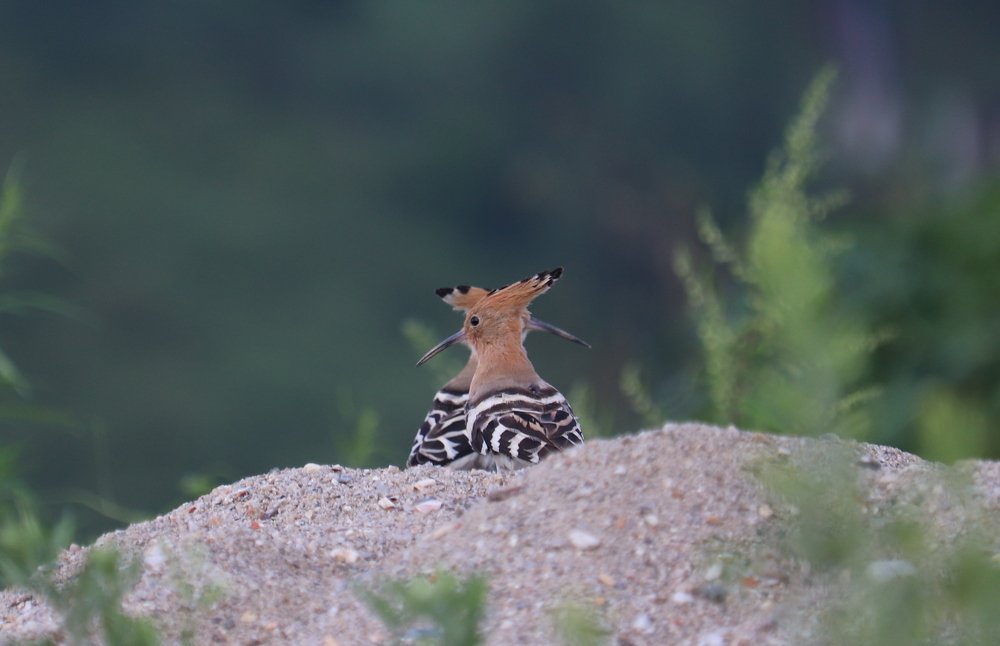Photograph by Devendra Singh Parihar